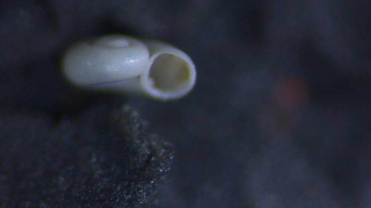 Descubren en Coahuila al caracol de agua dulce más pequeño del mundo