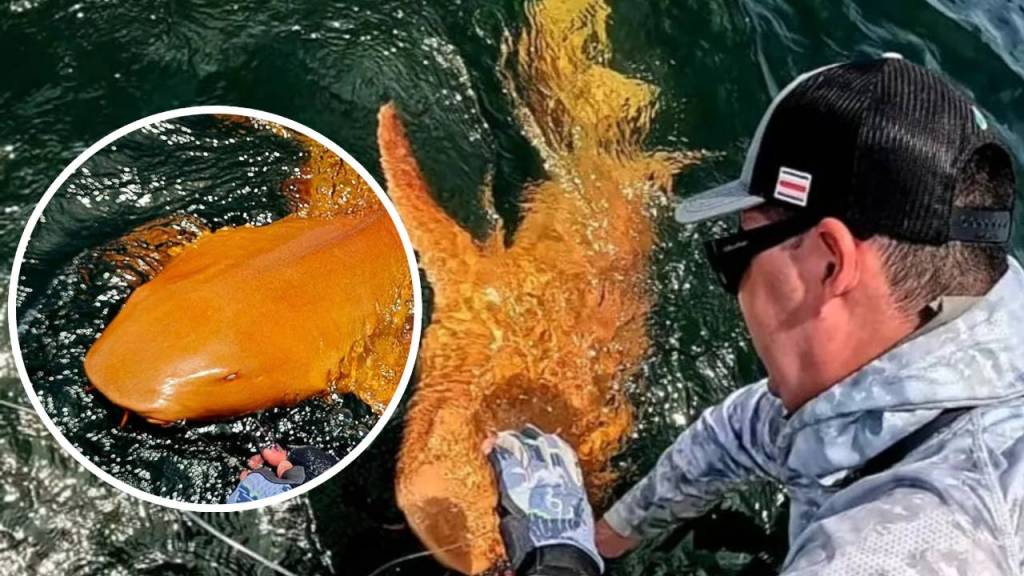 Han encontrado al primer tiburón nodriza naranja registrado en Costa Rica