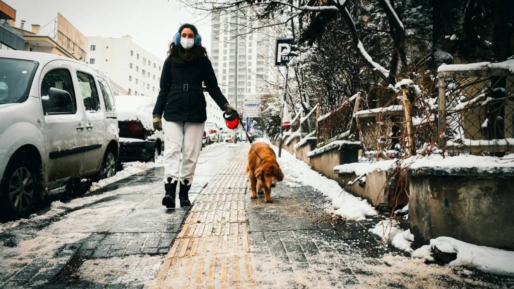 ¿Están los perros reemplazando a los bebés? La verdad detrás de la tendencia