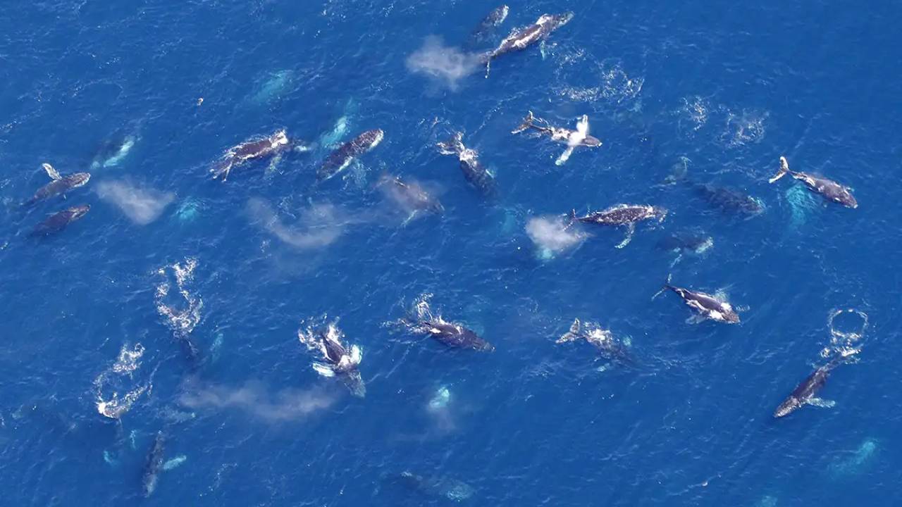 Las ballenas jorobadas están formando “supergrupos” que desconciertan a los científicos