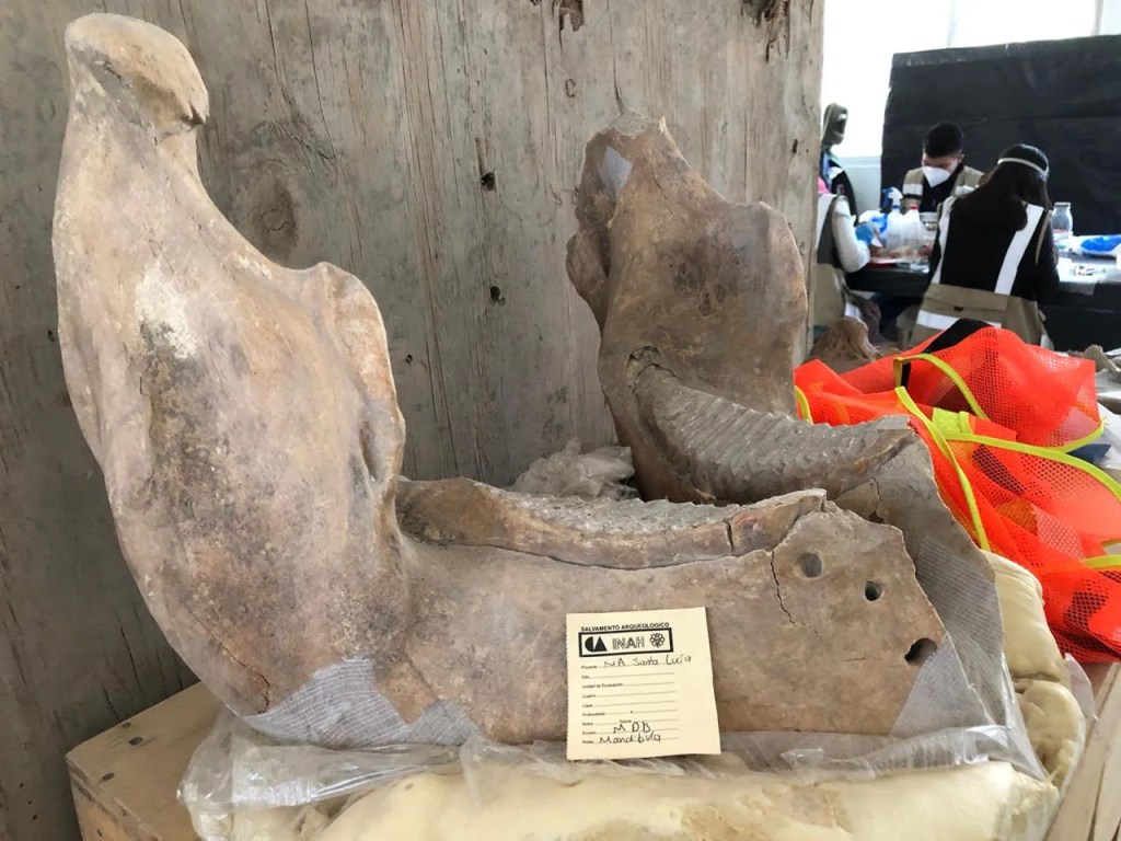 Descubren en México un nuevo linaje de mamuts tropicales