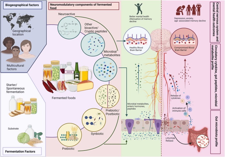 Alimentos fermentados - Alimentos fermentados