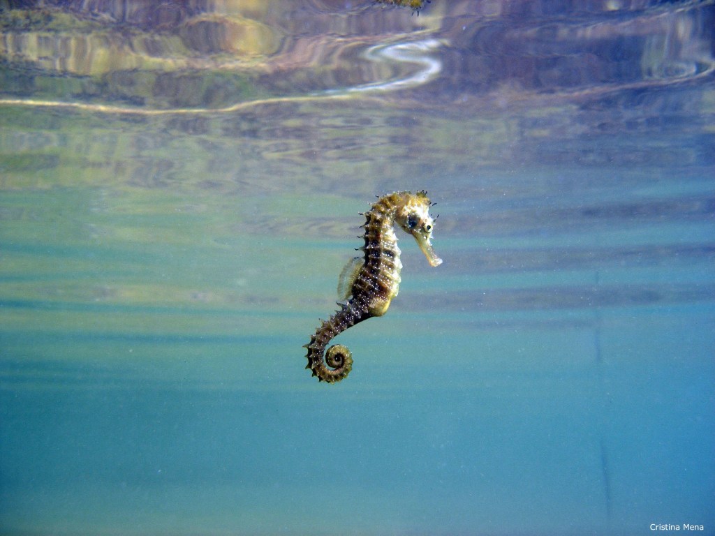 La danza del caballito de mar: uno de los cortejos más hermosos de la naturaleza