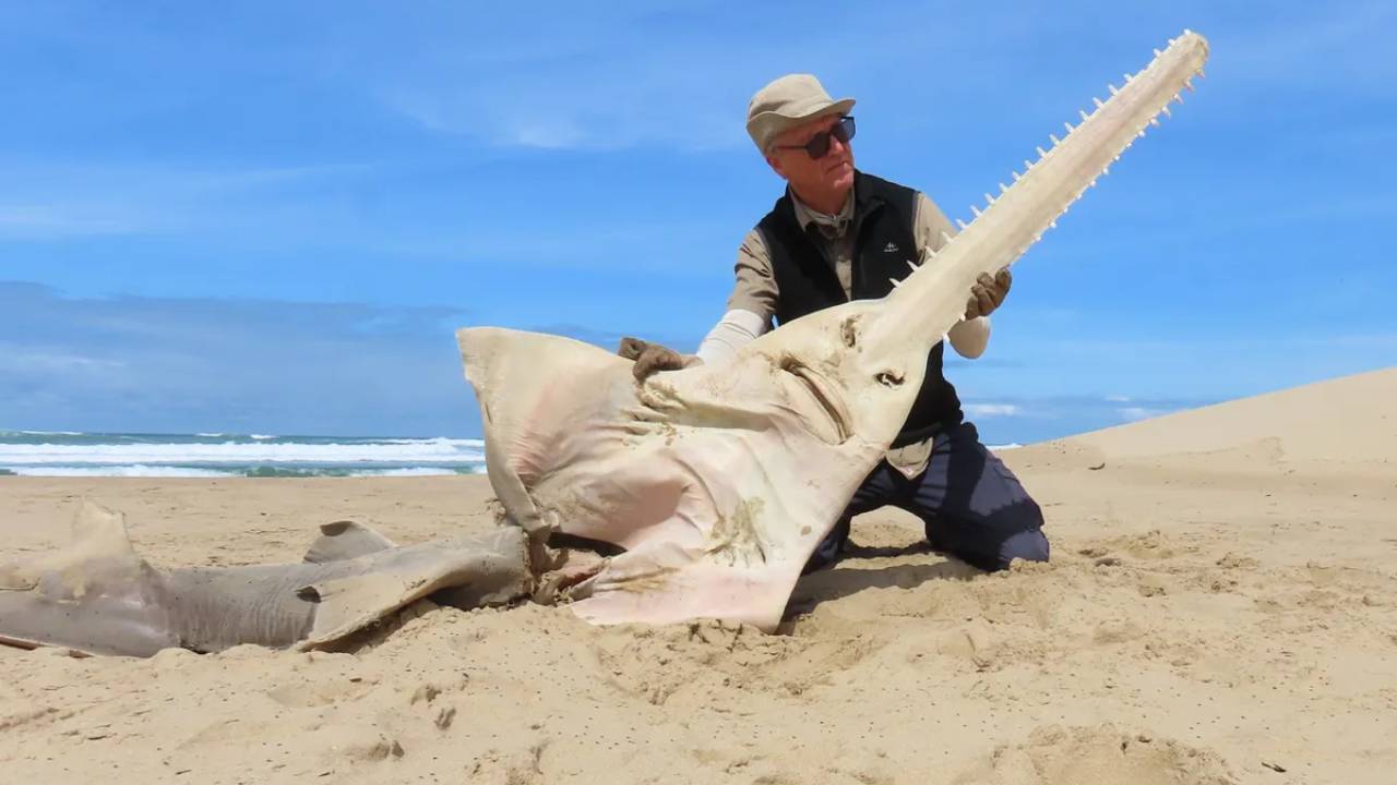 Reaparece en Sudáfrica un pez sierra gigante que se creía extinto desde hace 26 años