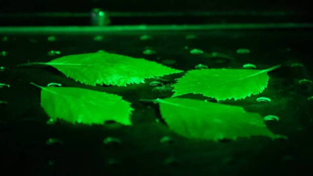 La luz invisible de la vida: científicos detectan biofotones en ratones y plantas