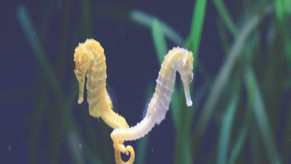 La danza del caballito de mar: uno de los cortejos más hermosos de la naturaleza