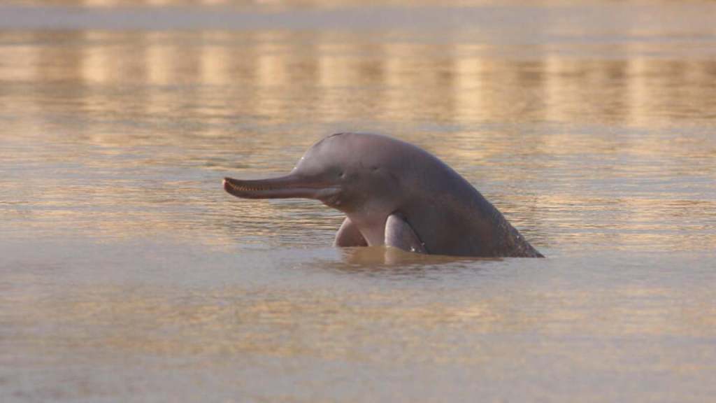 Hasta los delfines más raros del planeta están contaminados con microplásticos