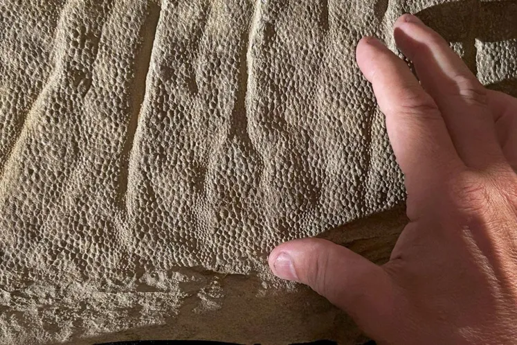 Encuentran un fósil de dinosaurio con piel, cresta y pezuñas intactas tras 66 millones de años