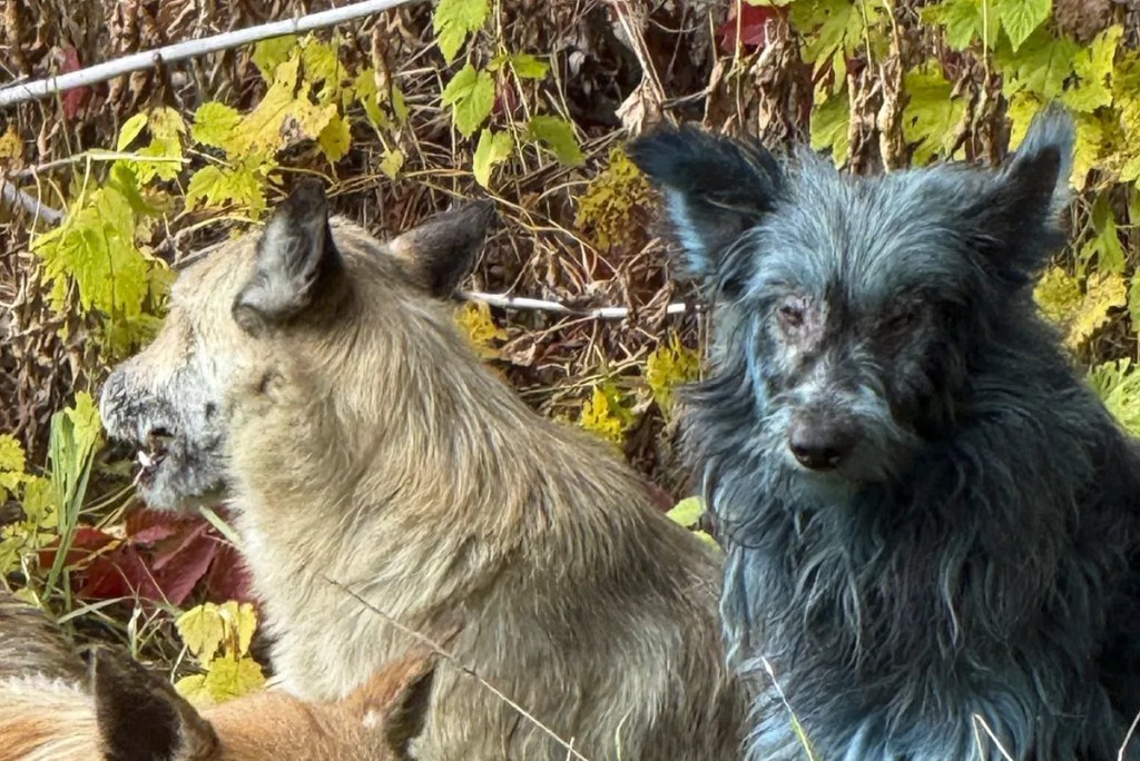 Misteriosos perros azules han sido vistos en Chernóbil: ¿Qué está pasando?