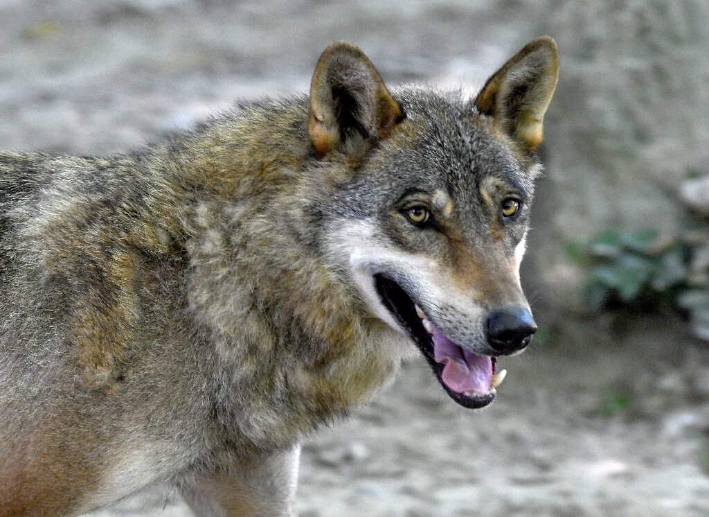 Por primera vez han encontrado un híbrido de lobo y perro en Grecia