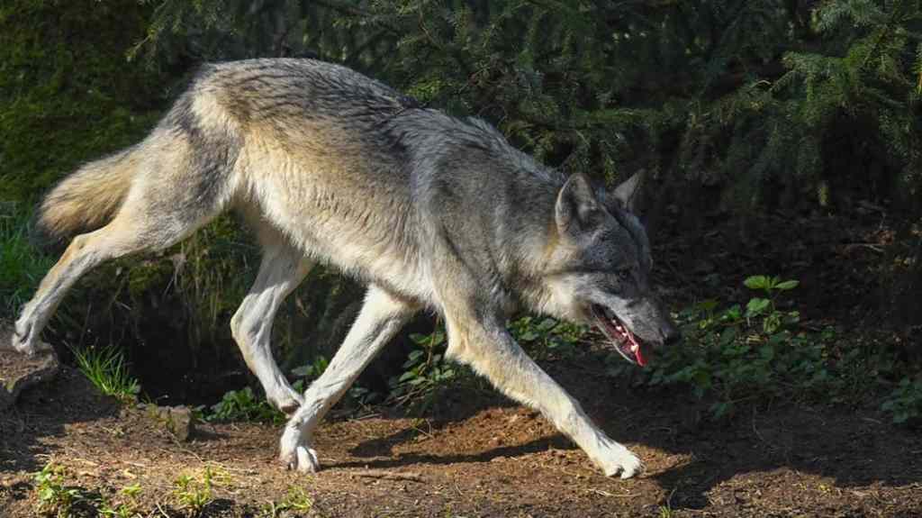 Por primera vez han encontrado un híbrido de lobo y perro en Grecia