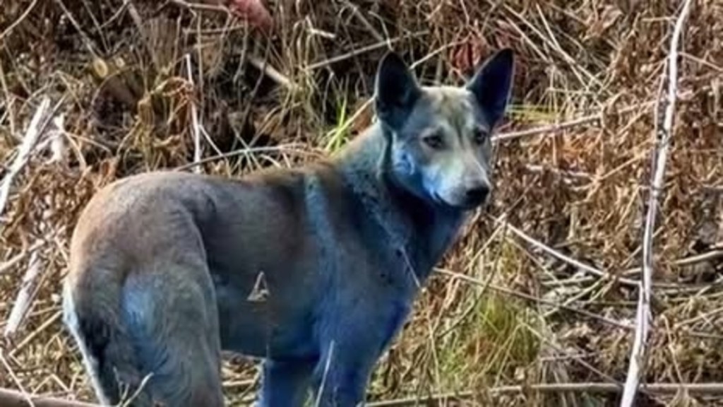 Misteriosos perros azules han sido vistos en Chernóbil: ¿Qué está pasando?