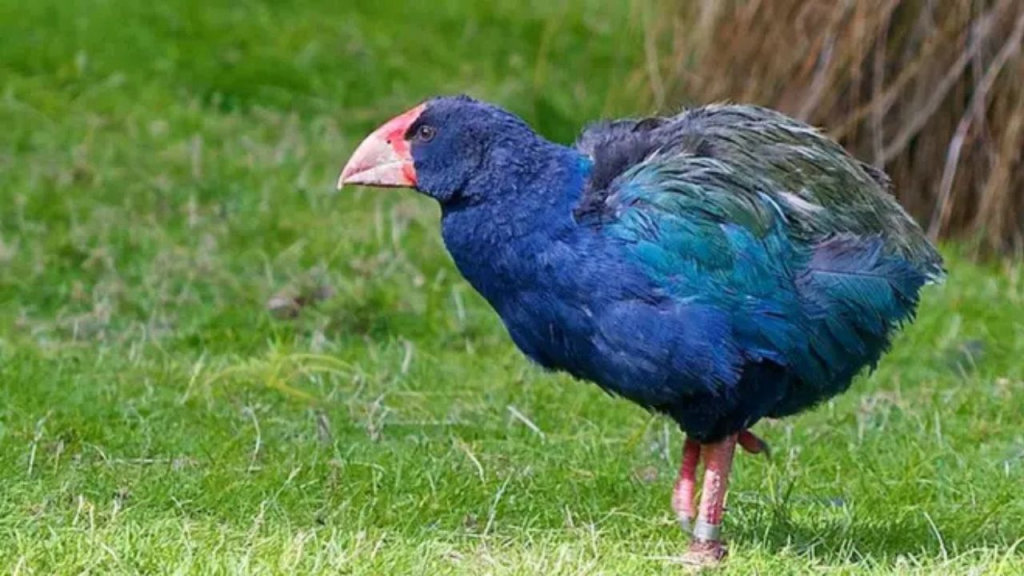 Vuelta del takahē a su hogar natural: conservación y esperanza en el Valle de Rees 3 takahē - takahē