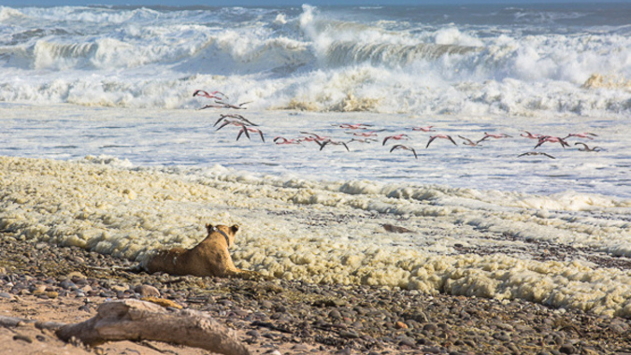 El regreso de los leones del desierto a la costa de Namibia marca un triunfo para la conservación