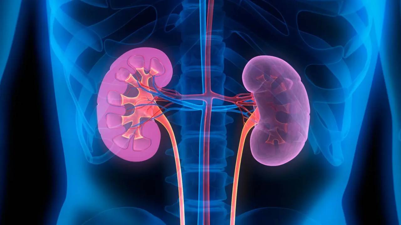 Primer trasplante humano de riñón modificado con sangre “universal”