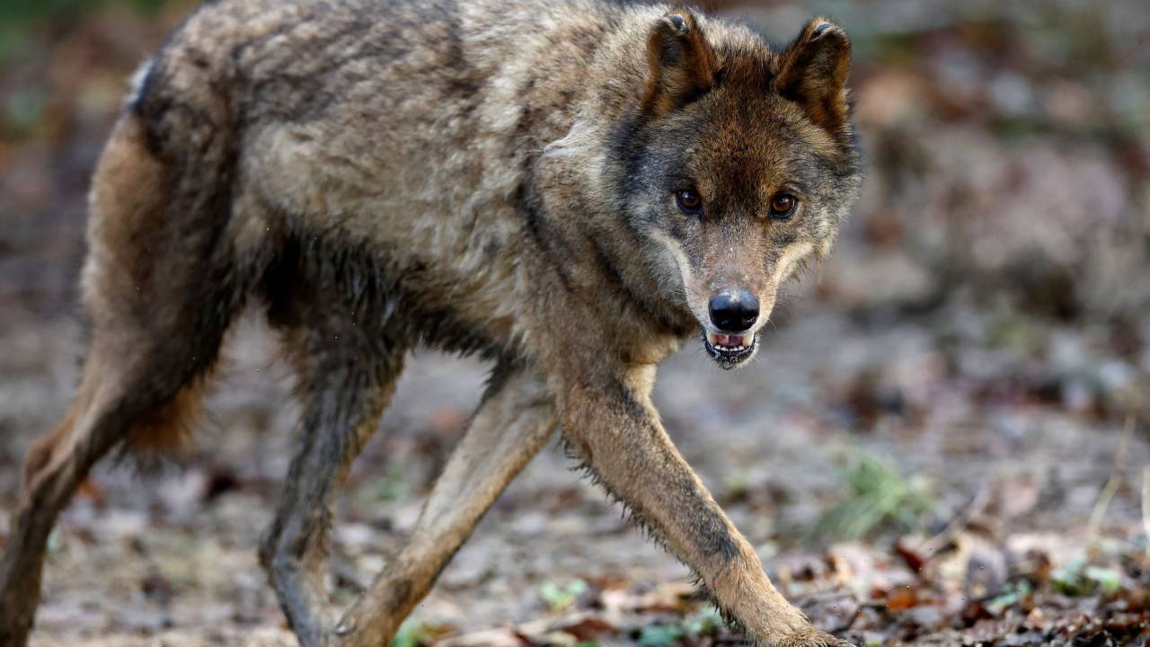 Por primera vez han encontrado un híbrido de lobo y perro en Grecia