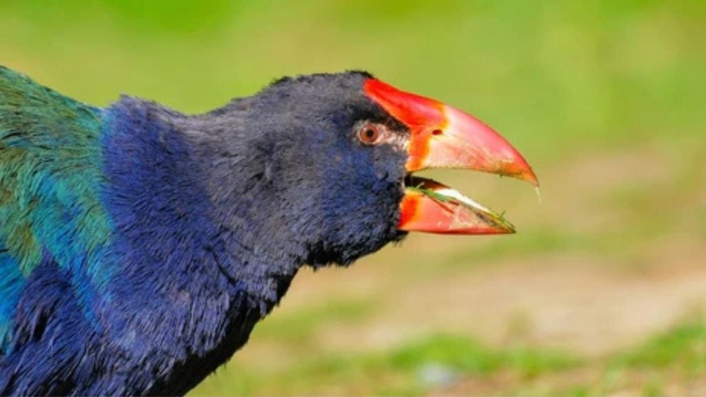 Vuelta del takahē a su hogar natural: conservación y esperanza en el Valle de Rees