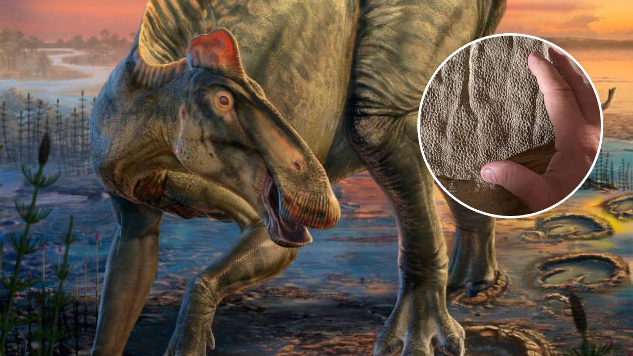 Encuentran un fósil de dinosaurio con piel, cresta y pezuñas intactas tras 66 millones de años