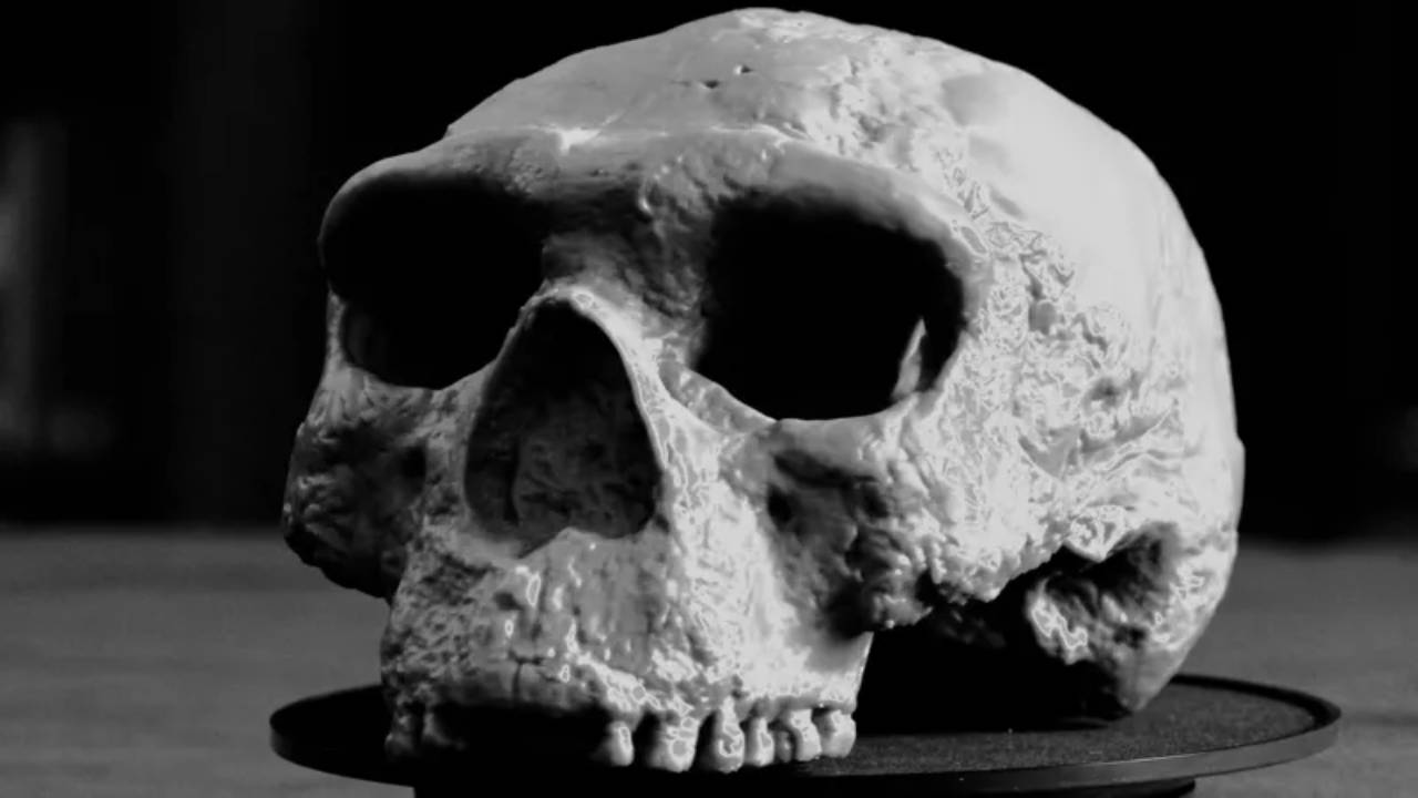 Un cráneo de un millón de años podría reescribir la historia de la evolución humana