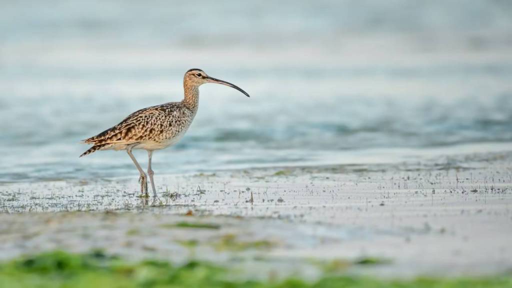 La extinción del Zarapito de pico fino y de varias especies ya es oficial