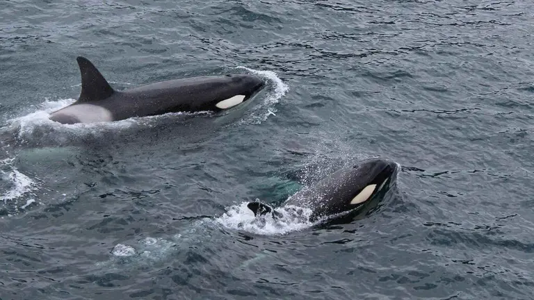 Orcas cazan tiburones blancos juveniles en el Golfo de California y devoran sus hígados