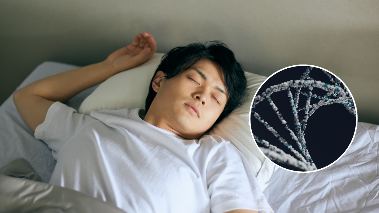 El descubrimiento que cambia nuestra comprensión del descanso: un segundo gen del “sueño corto natural”