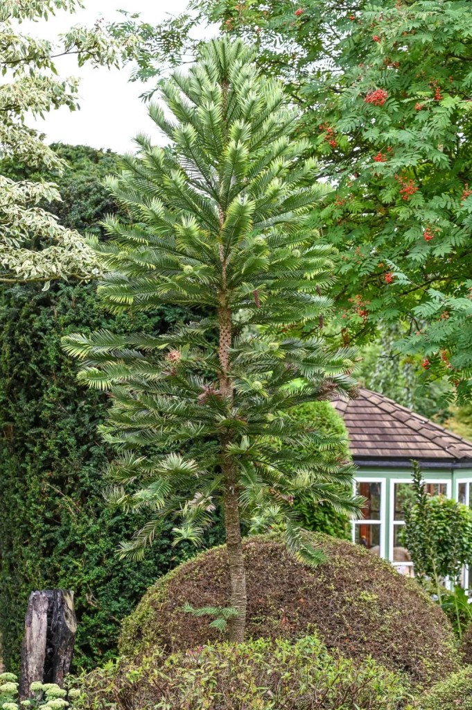 arbol - arbol
