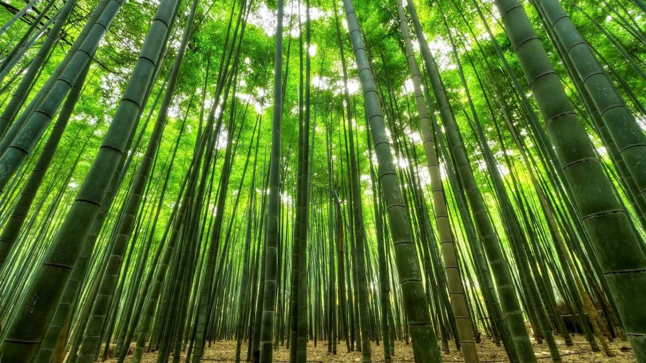 A Bamboo Blooms After 120 Years, and Scientists Are Concerned