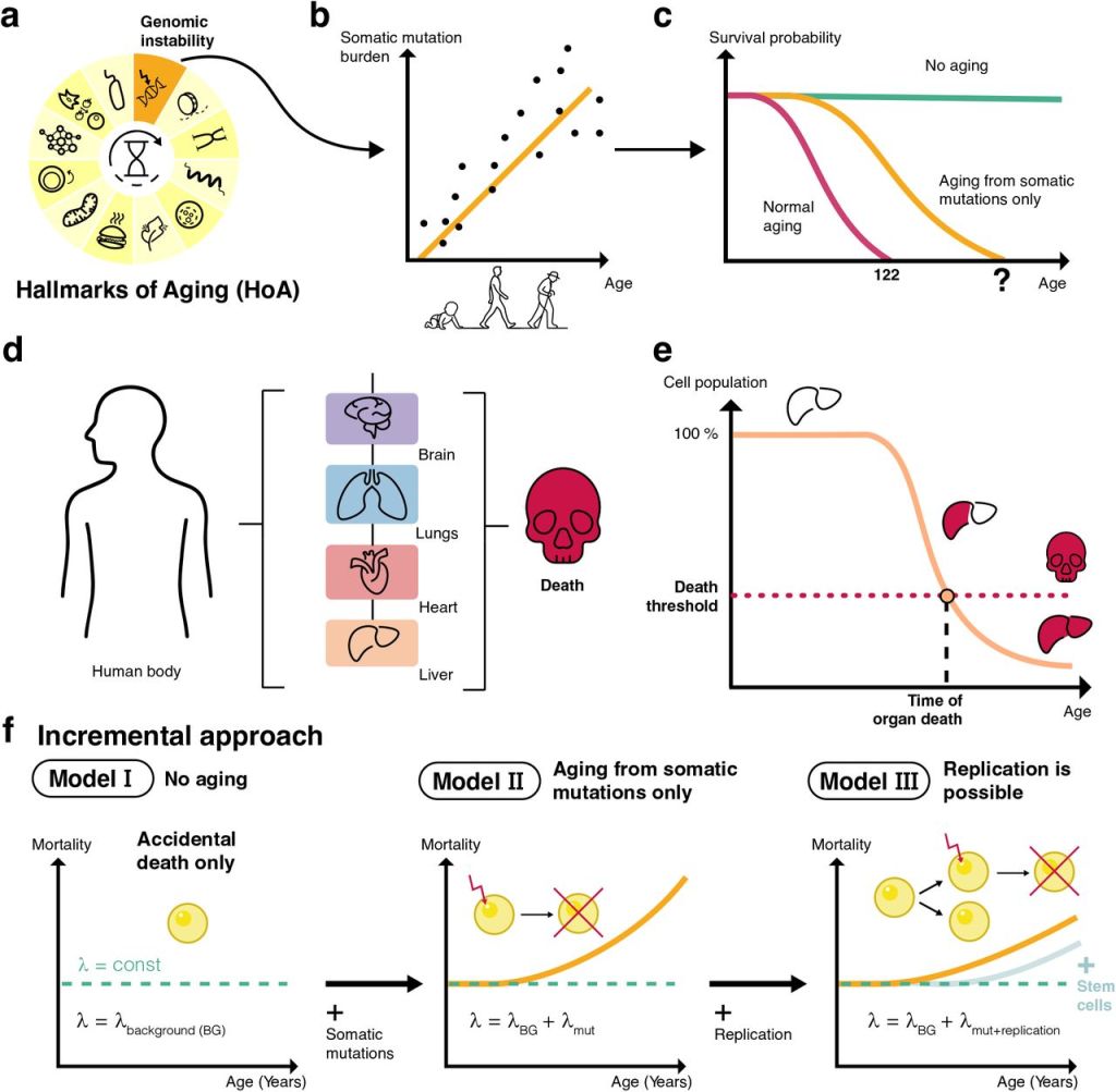 Un nuevo modelo de longevidad sugiere que los humanos podrían vivir hasta 430 años
