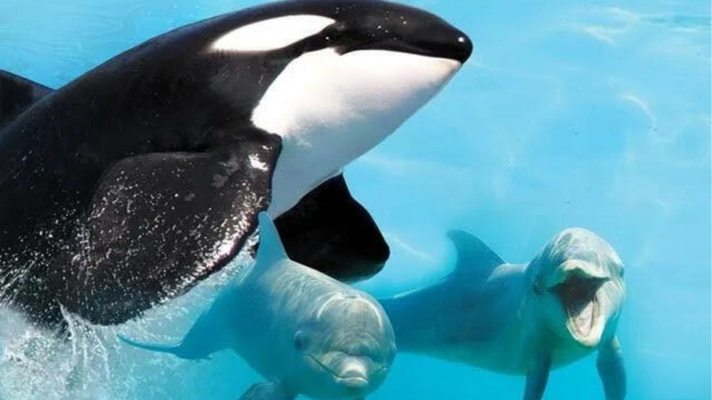 orcas y delfines - orcas y delfines
