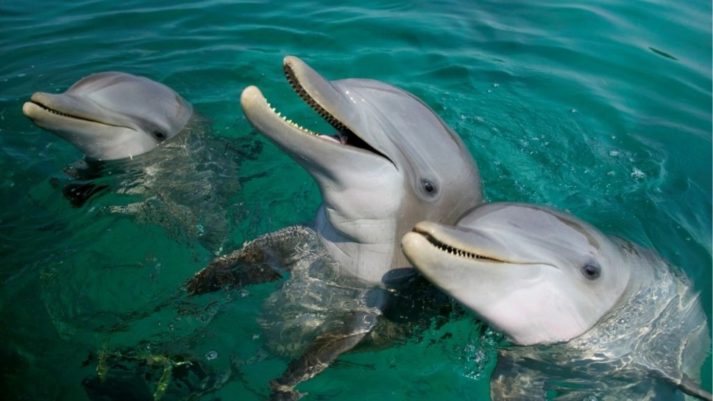 orcas y delfines - orcas y delfines