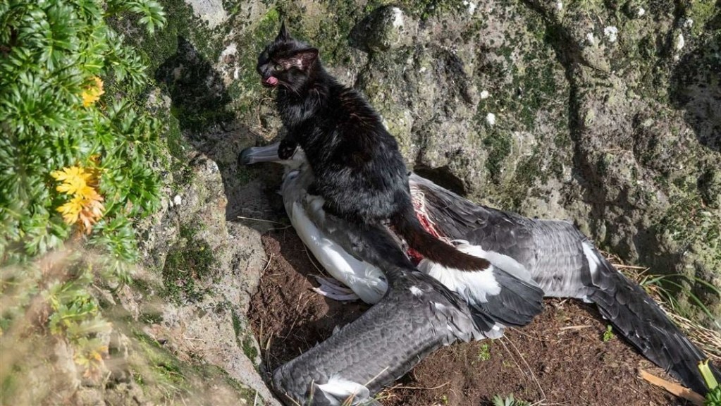 Nueva Zelanda declara la guerra a los gatos salvajes: así busca erradicarlos para 2050 1 gatos - gatos