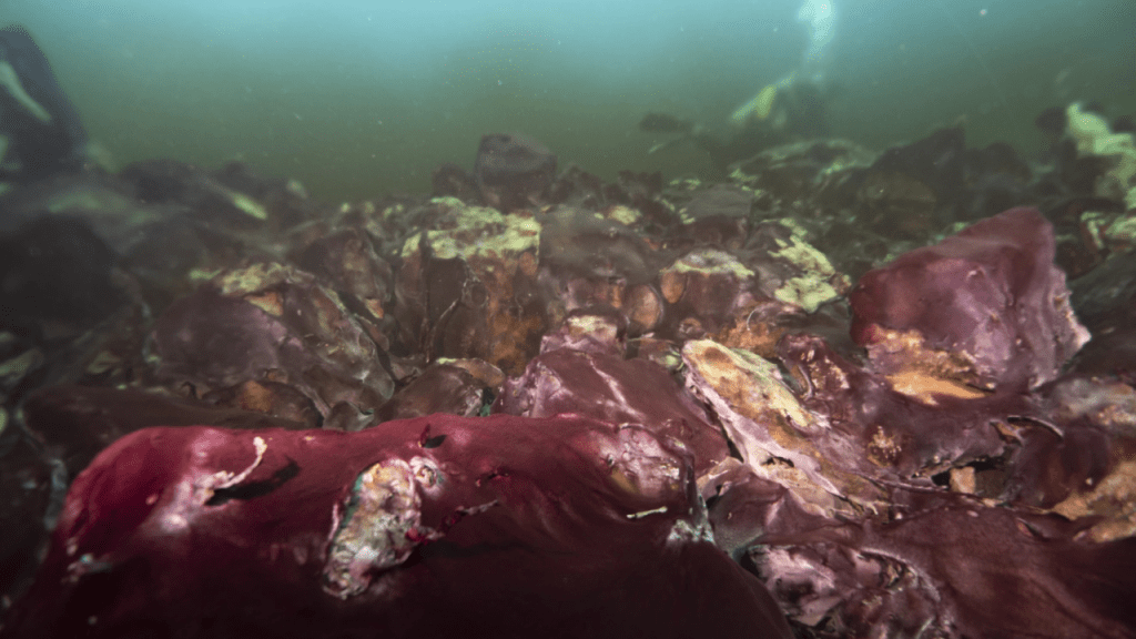 estructuras - estructuras