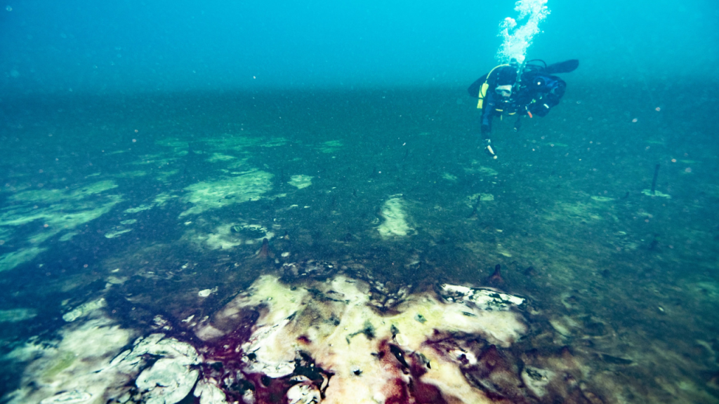 estructuras - estructuras