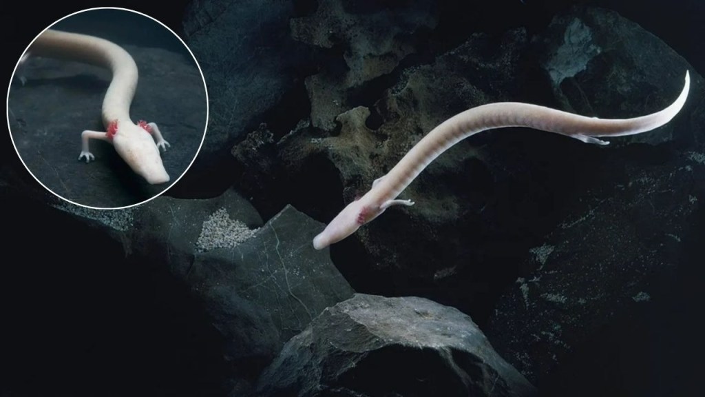 Extrañas salamandras que parecen "dragones bebés" son captadas saliendo a la superficie, sorprendiendo a los científicos