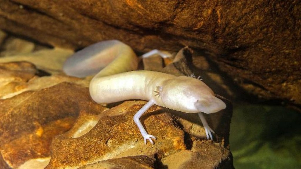 salamandras - salamandras