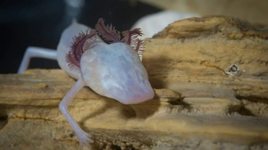 salamandras - salamandras