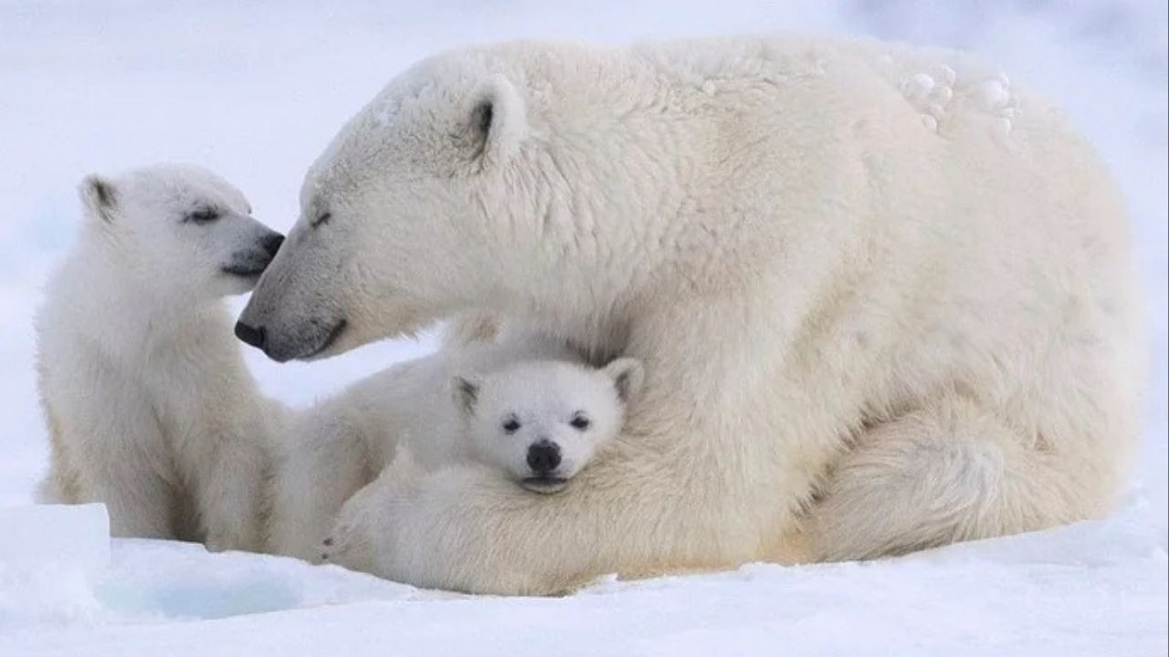 Una madre osa polar adopta a un cachorro: el decimotercer caso conocido en 45 años de estudio en la Bahía de Hudson.