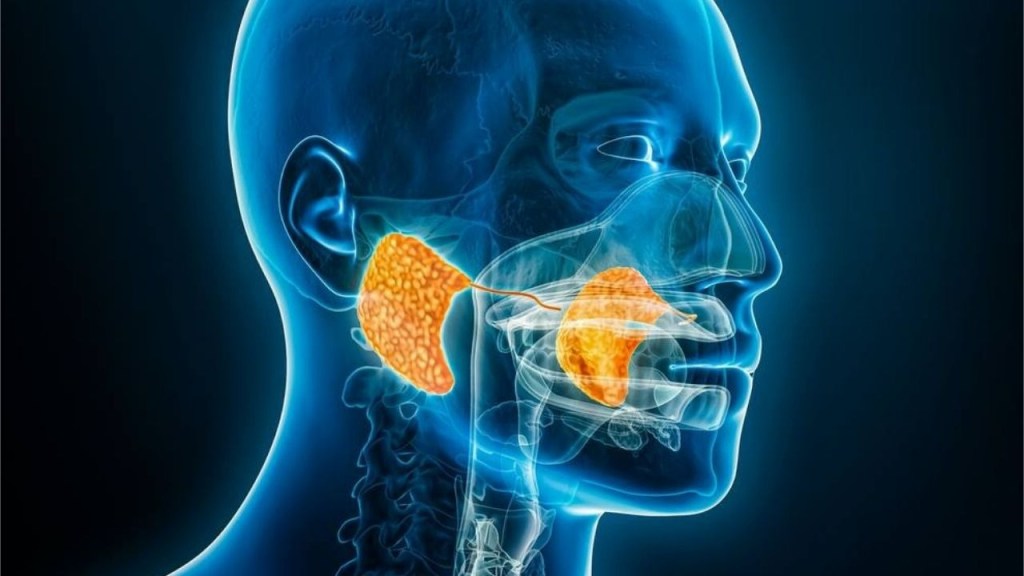 nuevo organo - nuevo organo