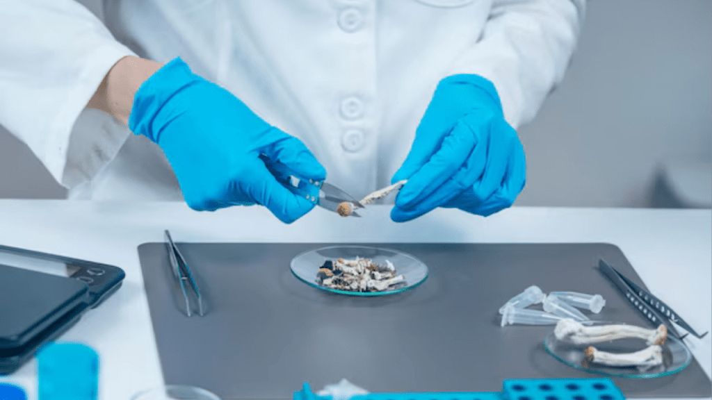 psilocibina - psilocibina