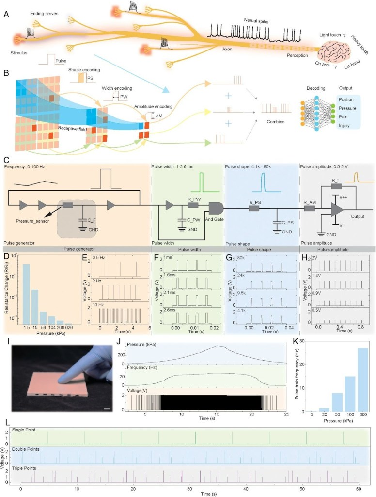 piel robotica - piel robotica