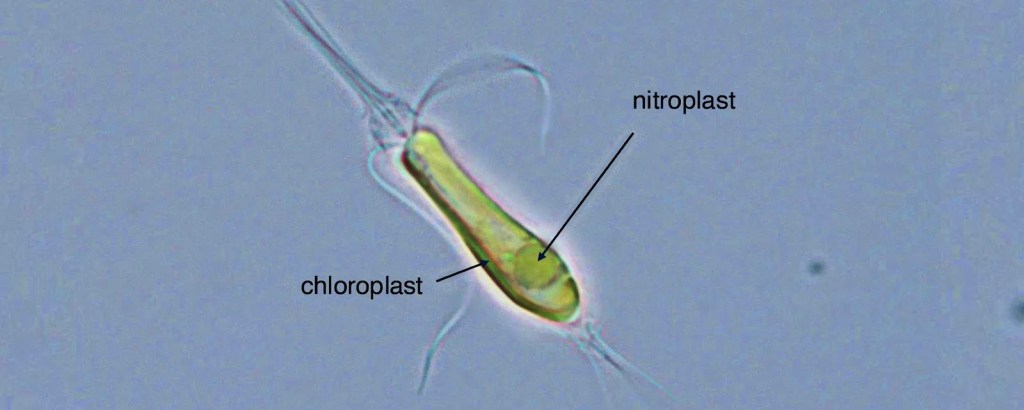 nitroplasto - nitroplasto