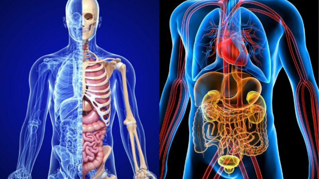 regeneración - regeneración