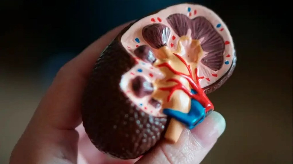 Riñón Universal: El fin de las listas de espera de los pacientes que necesitan trasplantes de órganos 2 riñon - riñon