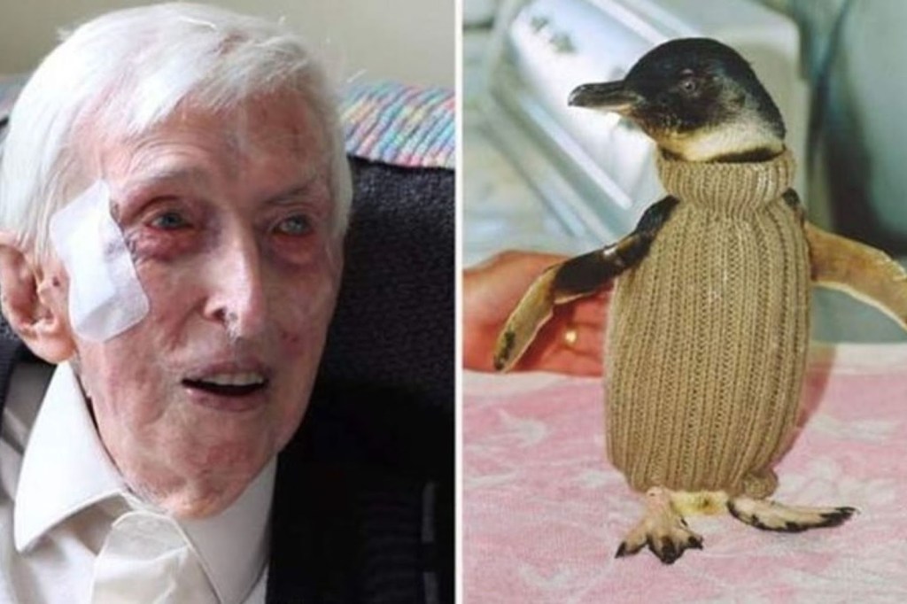 Alfred Date: El hombre más anciano de Australia que tejía suéteres para salvar pingüinos heridos 1 alfred date - alfred date