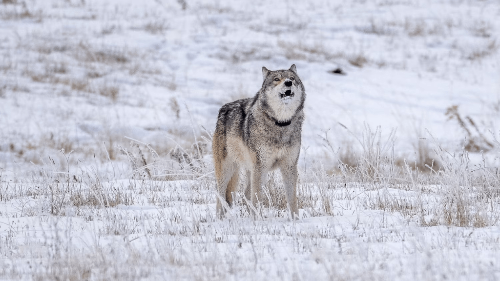 Muerte ilegal de una loba en Yellowstone: el caso 1478F reabre el debate sobre la caza y la conservación