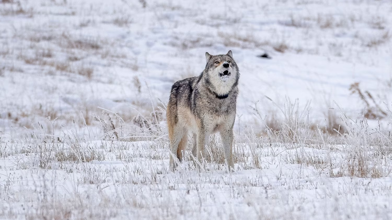 Muerte ilegal de una loba en Yellowstone: el caso 1478F reabre el debate sobre la caza y la conservación