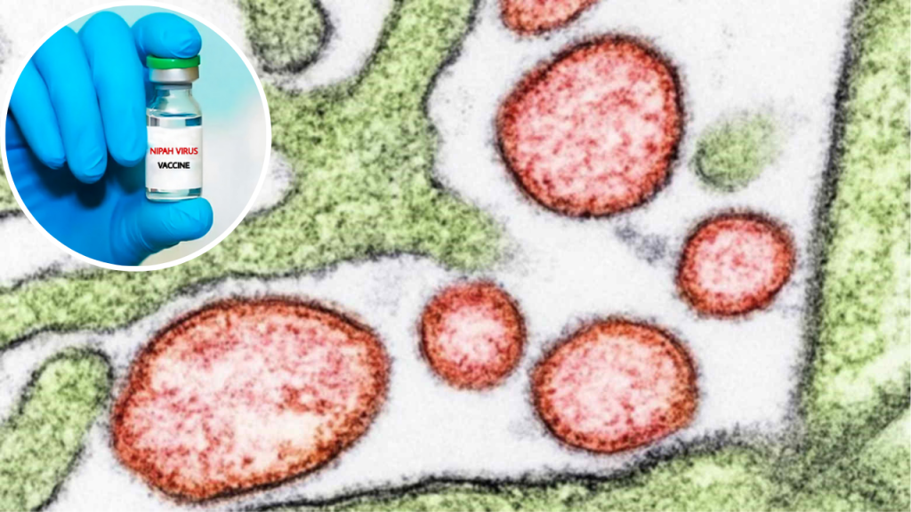 Human trials of the vaccine against the Nipah virus begin in April