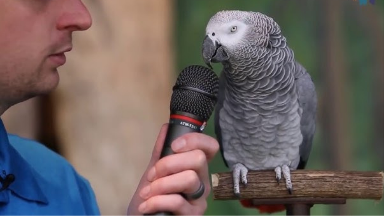 Einstein, el loro que habló con el mundo y dejó un legado inolvidable