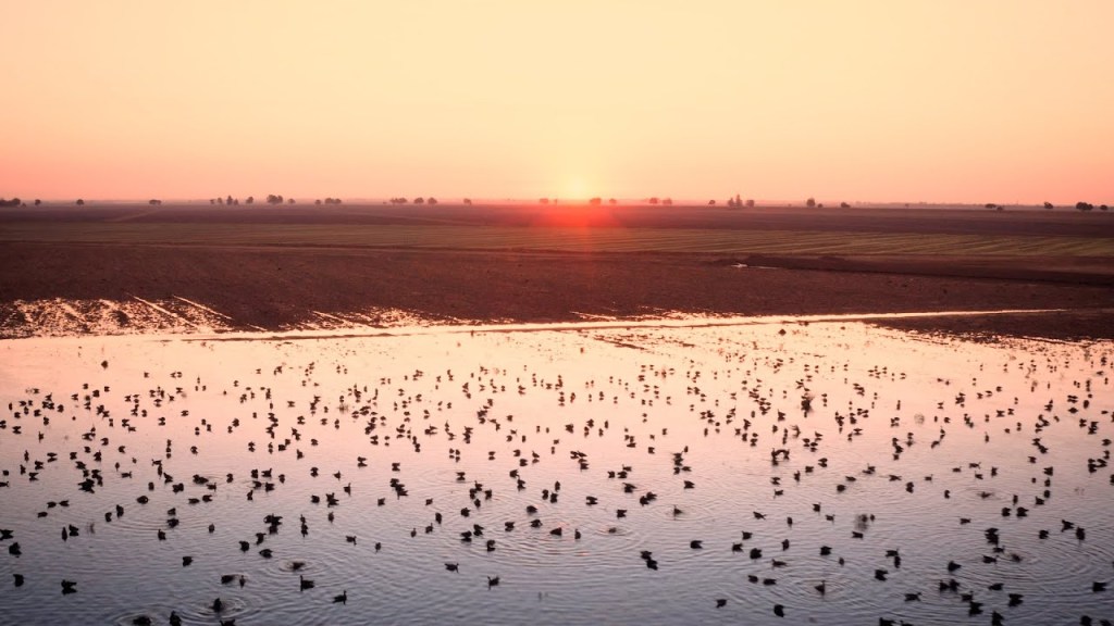 Agricultores en EE.UU. inundan sus campos para salvar aves migratorias y revitalizar el suelo 1 agricultores - agricultores